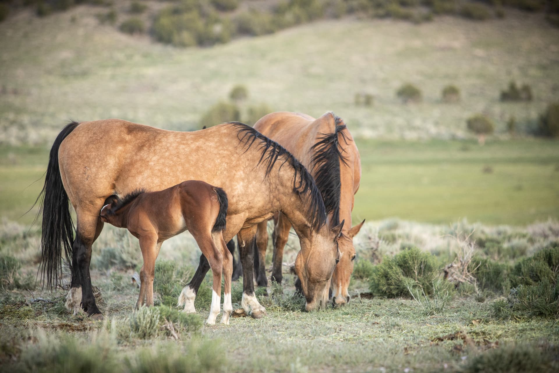 A mare grazing with her foal in an open sagebrush meadow