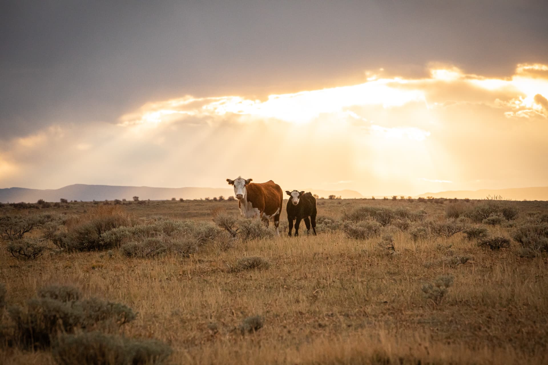 Cattle standing in sagebrush as light breaks through clouds at dusk