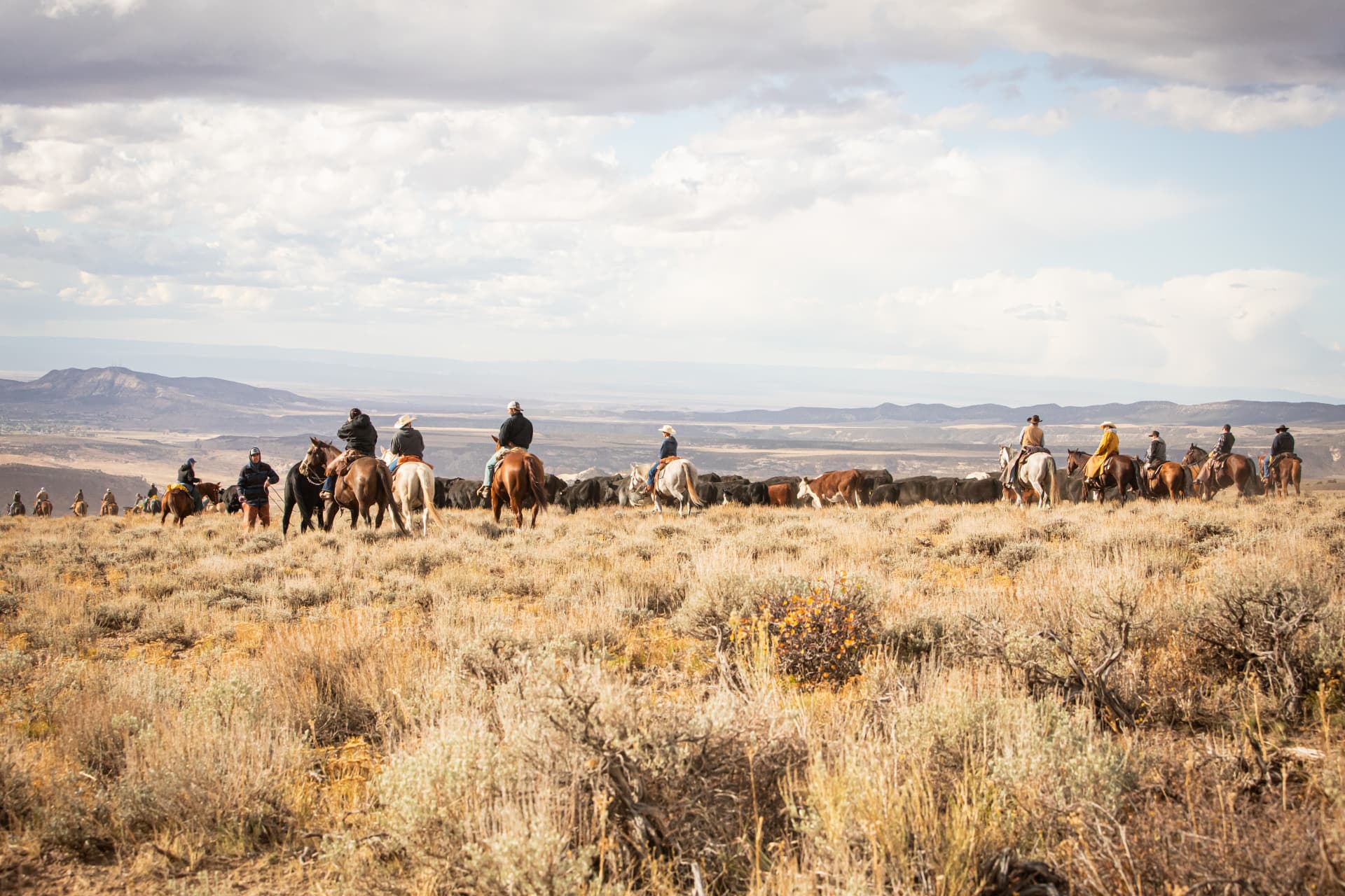 Riders gathering cattle on a high desert ridge under a wide western sky