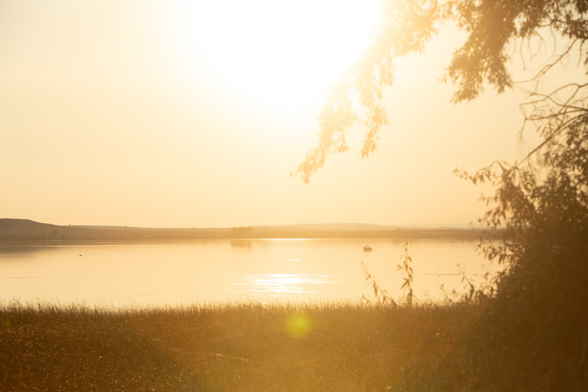 Still water at golden hour with tall grasses along the shoreline