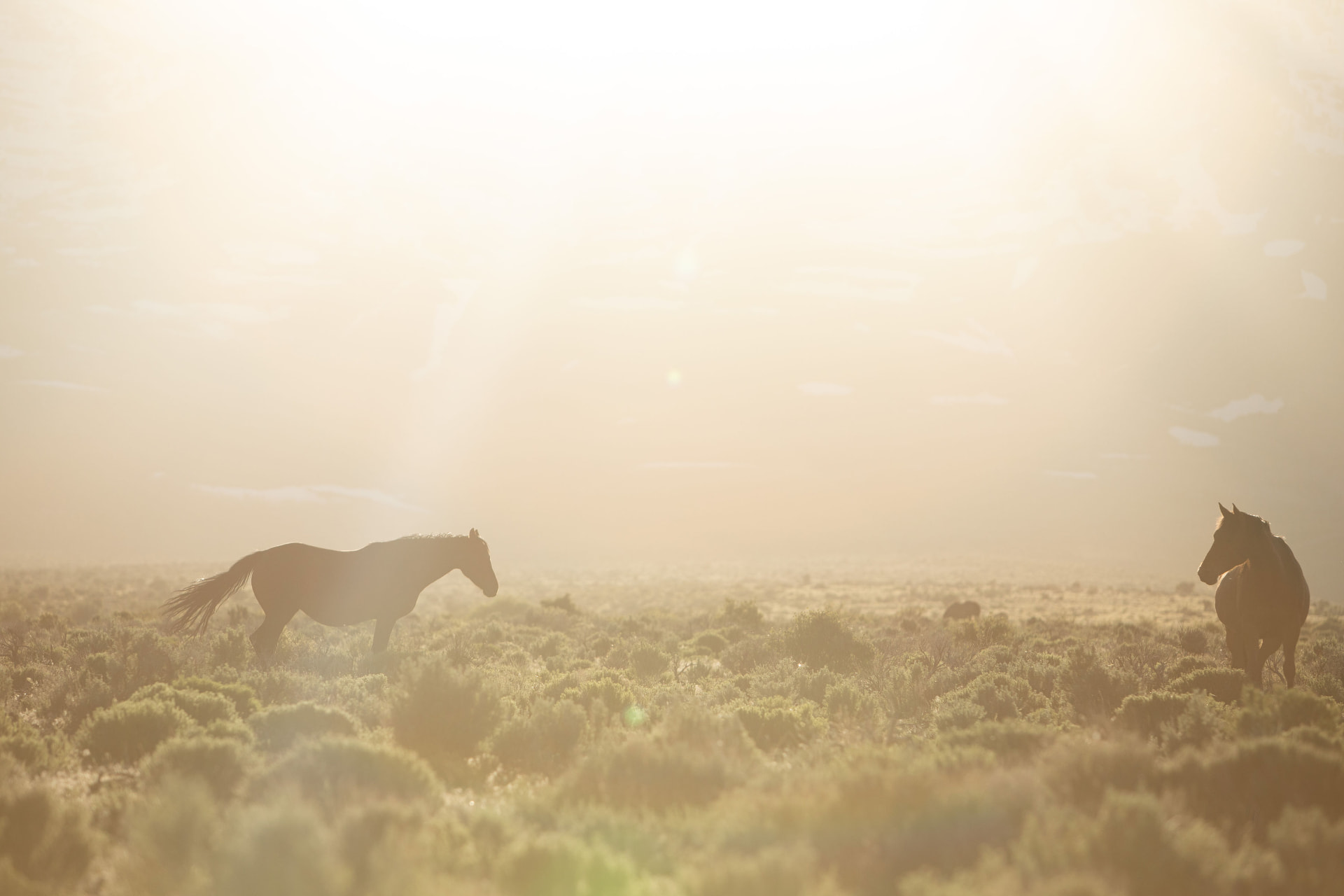 Two horses standing quietly in soft golden haze on the high desert