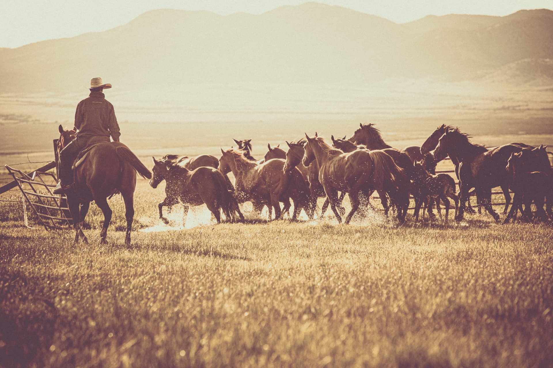 A rider guiding a band of horses across open range in warm morning light